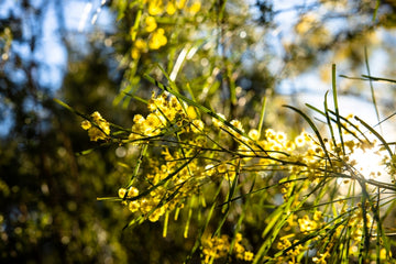 Girraween Wattle