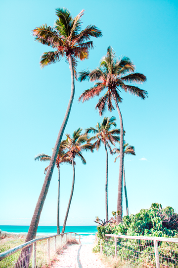 Gold Coast Palms