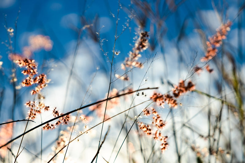 Gold Creek Grass Seeds 2