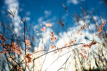 Gold Creek Grass Seeds