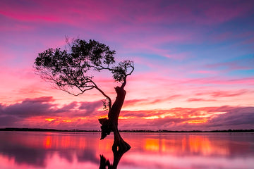 Golden Beach Tree Landscape