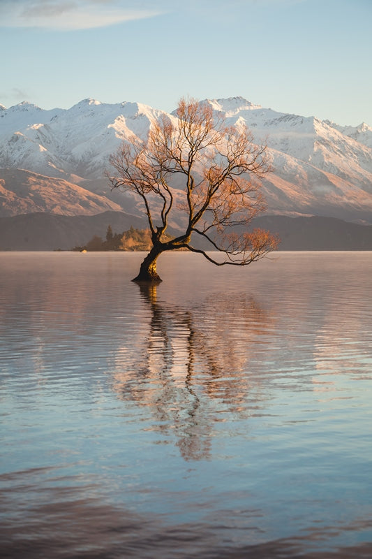 Golden Wanaka | Wanaka New Zealand