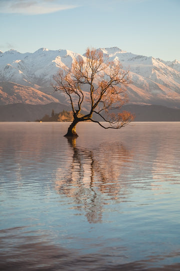 Golden Wanaka | Wanaka New Zealand