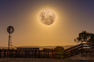 Golden full Moon on Farm