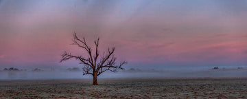 Goorambat Tree 1