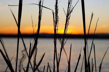Grassy Silhouettes
