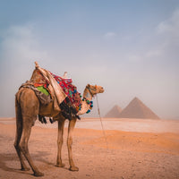 Camel & Giza Pyramids in Egypt