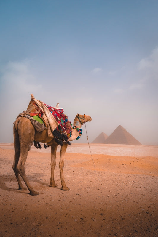Camel & Giza Pyramids in Egypt