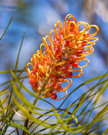 Grevillea