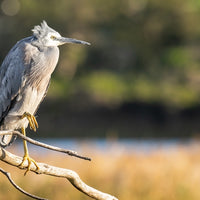 Grey Heron
