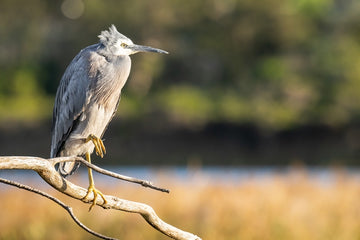 Grey Heron