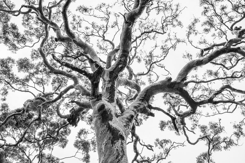 Australian Gum Tree