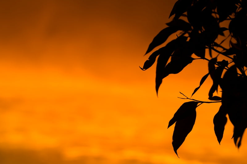 Gum tree against Orange Sky