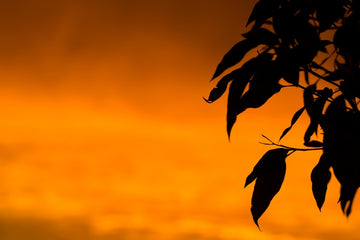 Gum tree against Orange Sky