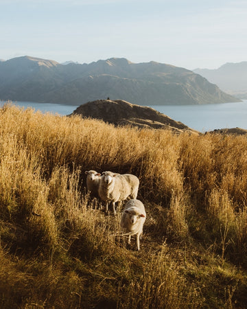 Hiking Friends