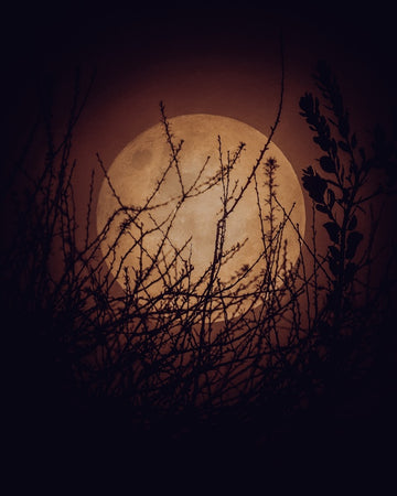 Halloween Moon