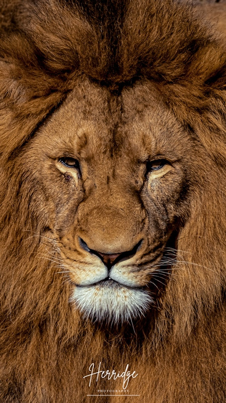 Head Shot