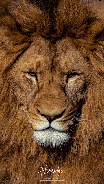 Head Shot