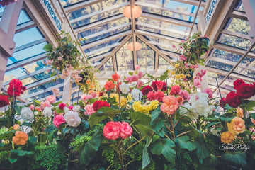 House of Begonias