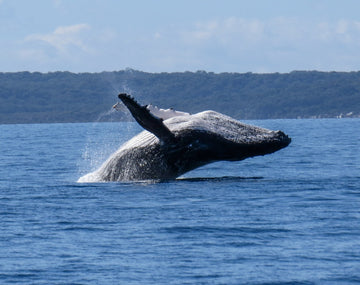 Humpback Breach