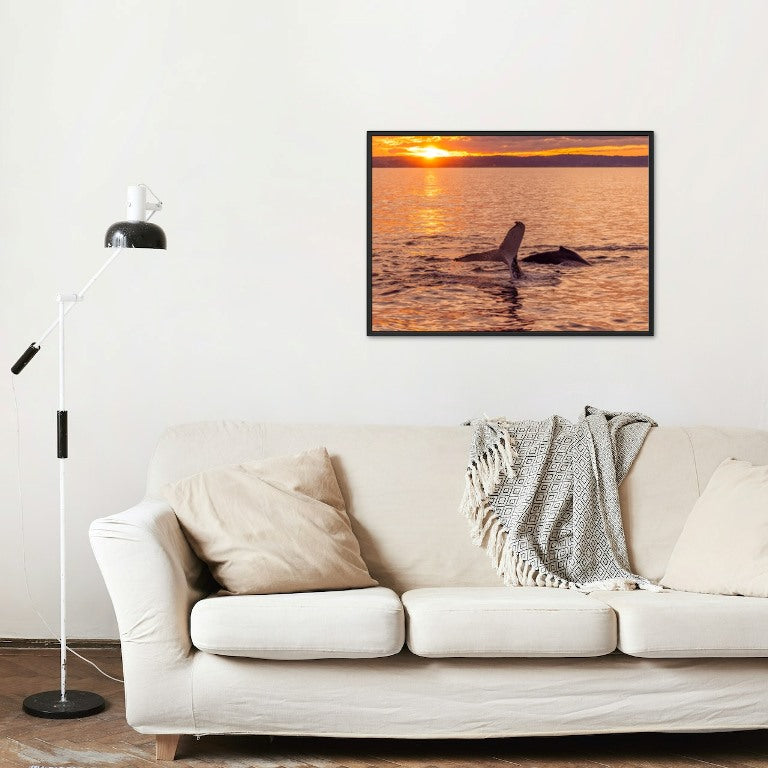 Humpback Sunset