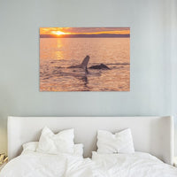 Humpback Sunset