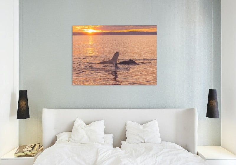 Humpback Sunset