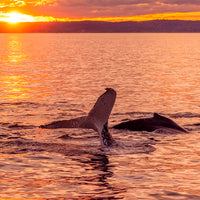Humpback Sunset