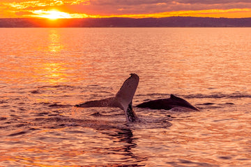 Humpback Sunset