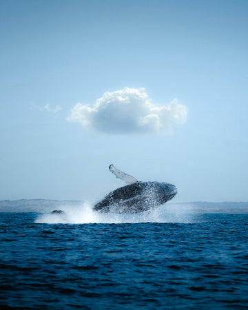 Humpback Whale Breach