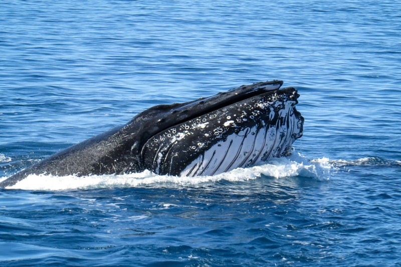 Humpback