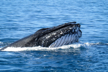 Humpback
