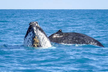 Humpbacks