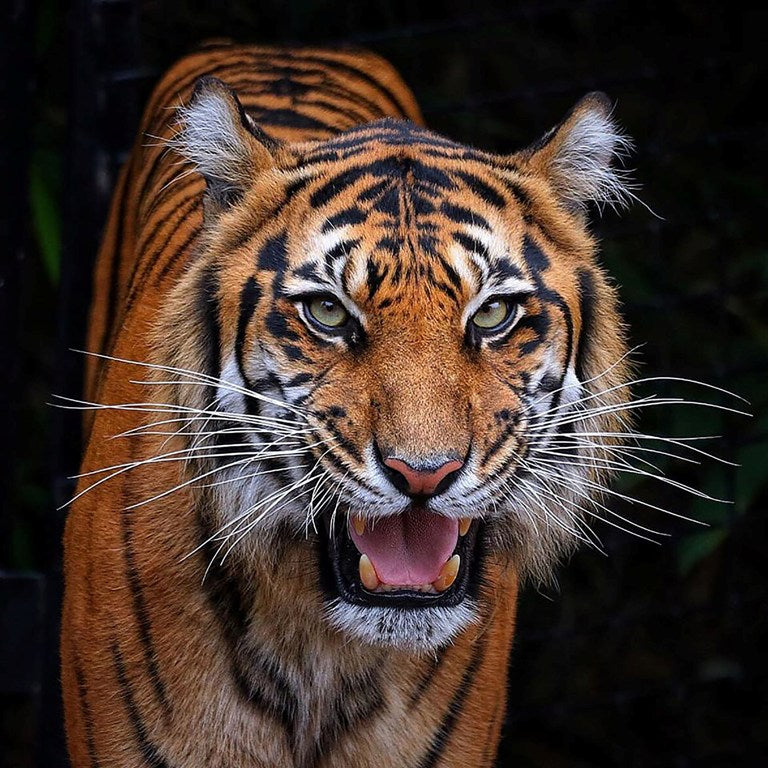 Hungry