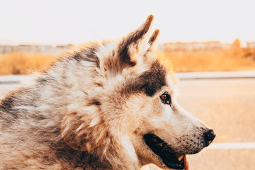Husky Love