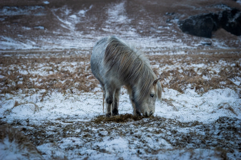 Icelandic Horse