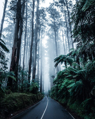 Forest Vibes