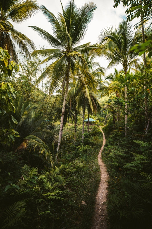 Into the Jungle