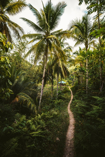 Into the Jungle