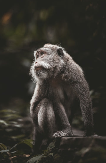 Indo Monkey