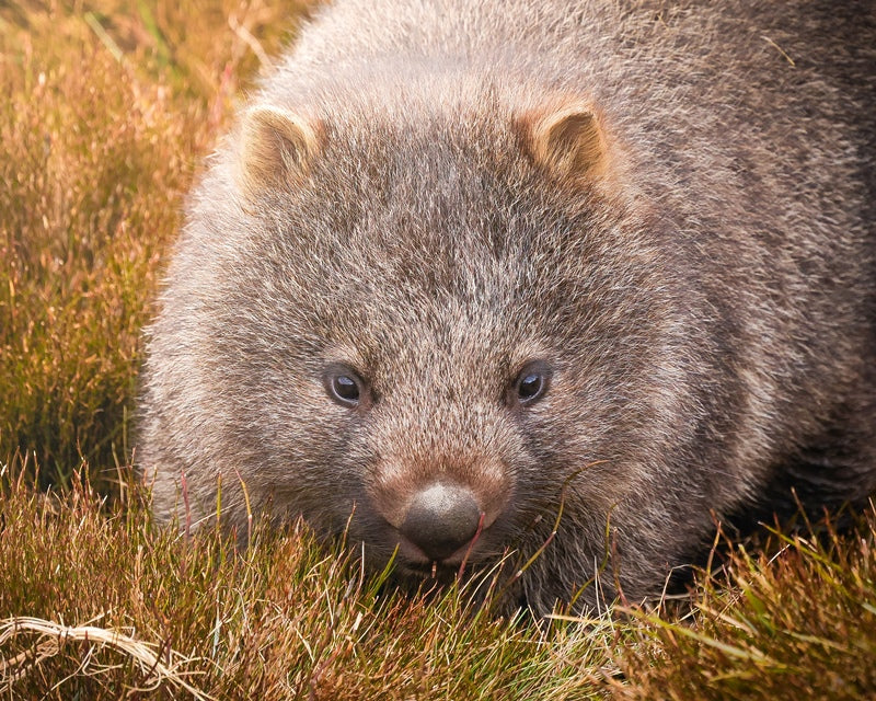 Inquisitive Wombat