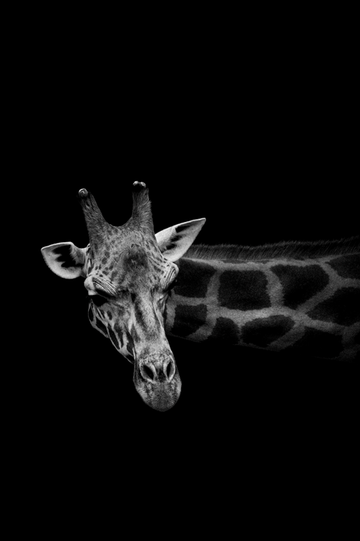 Inquisitive