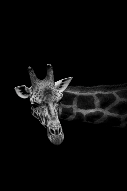 Inquisitive