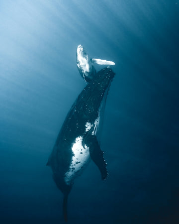 In the Depths