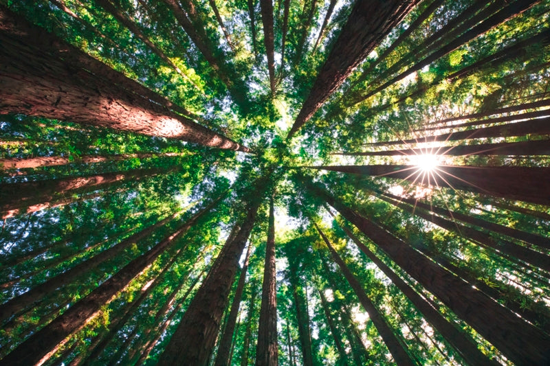 Into The Woods