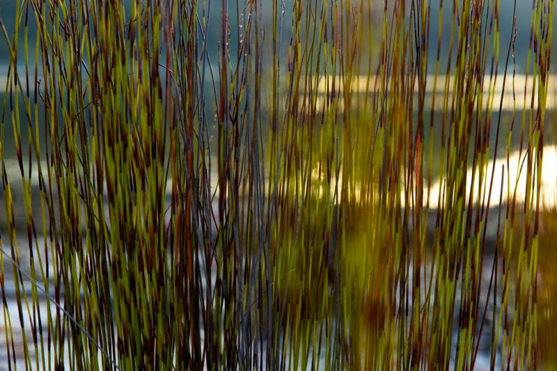 Island Grass Abtract