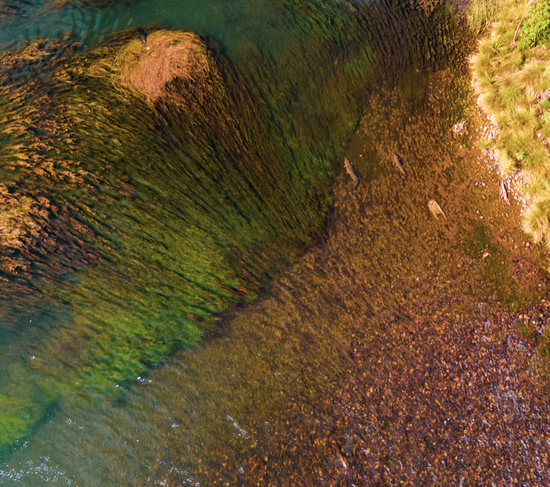 Ivanhoe Crossing Crocs