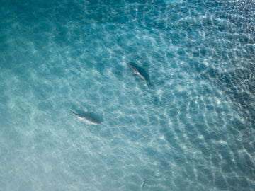 JAWS