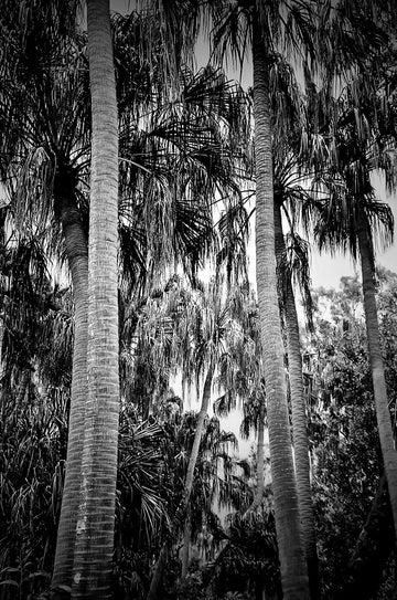 Jungle