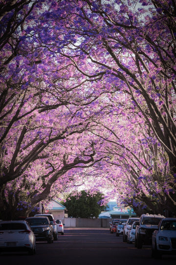 Jacaranda Bloom